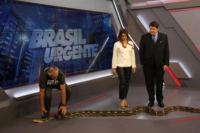 Catia Fonseca leva cobra ao programa de Datena (Foto: TV Foco)