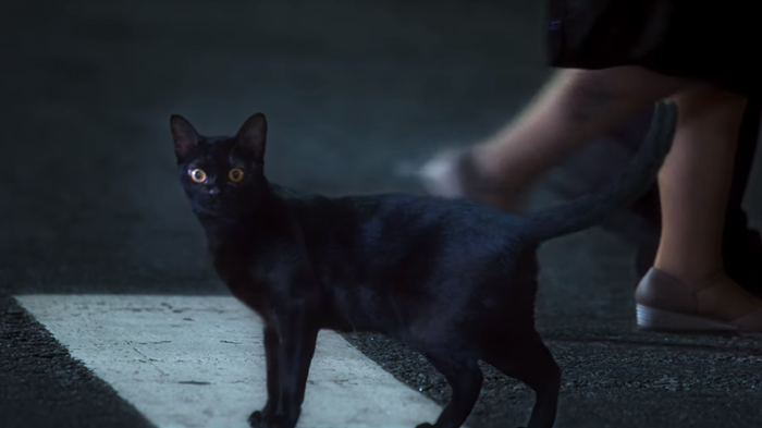 O gato León em cena de O Sétimo Guardião (Foto: Reprodução/Globo)