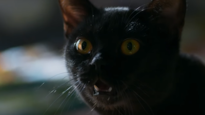 Gato de O Sétimo Guardião (Foto: Reprodução/Globo)