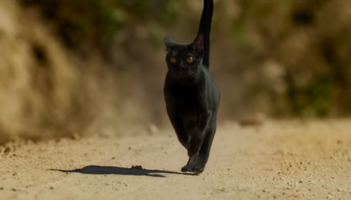 O gato León em O Sétimo Guardião (Foto: Reprodução/Globo)