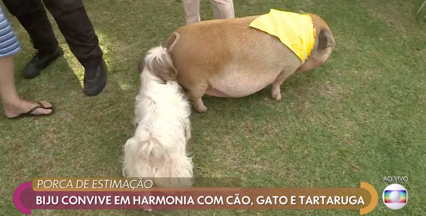 Porquinha Biju no Encontro com a Fátima Bernardes Foto: Reprodução Globo Play