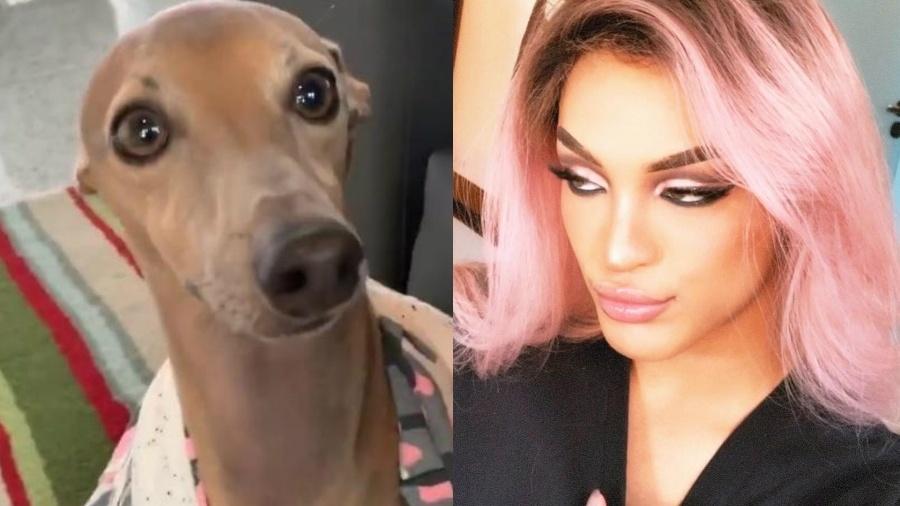 Plínio, cachorro de Anitta e Pabllo Vittar (Foto: Divulgação)