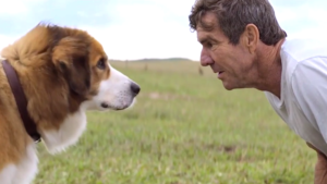 Globo vai exibir  filme Quatro Vidas de um Cachorro na Sessão da Tarde (Foto: Reprodução)