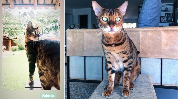 O gato da atriz de Bom Sucesso, Grazi Massafera (foto: reprodução)