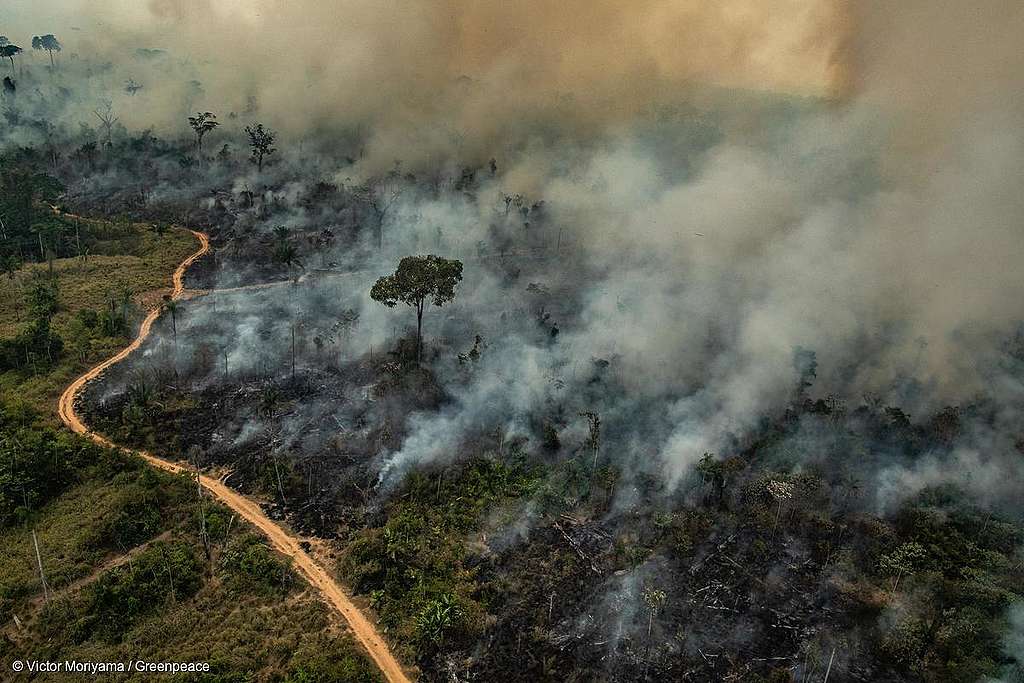 Bolsonaro acusa Leonardo DiCaprio de queimadas na Amazônia (Foto: Reprodução)