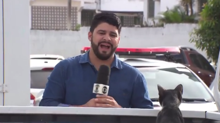 Repórter da Globo é interrompido por gatinho fofo enquanto tenta gravar uma passagem. Foto: Reprodução