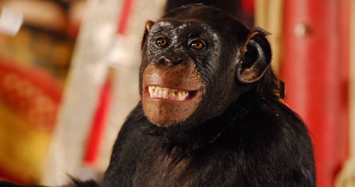 Chimpanzé Chico foi um dos destaques de Caras & Bocas. (Foto: Divulgação)