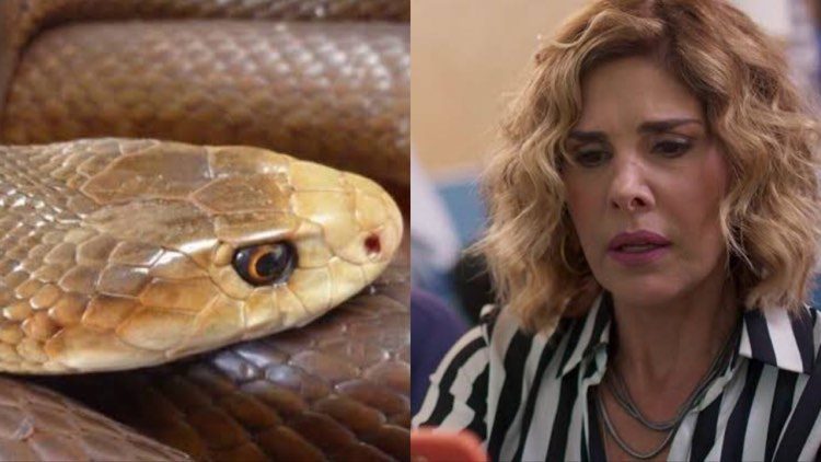 Bom Sucesso, Eugênia é picada por uma cobra no final da novela (Montagem: TV Foco)