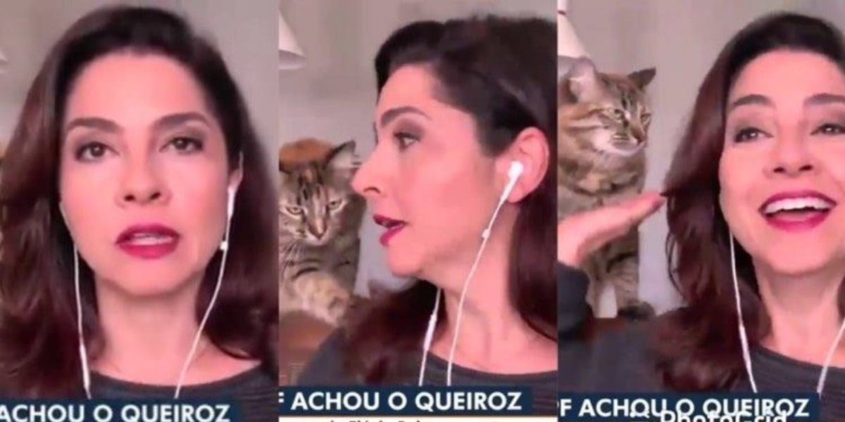 Carolina Bahia, jornalista da NSC, filial da Bahia, foi interrompida por sua gata, Kitty, ao vivo (Imagem: Globo)