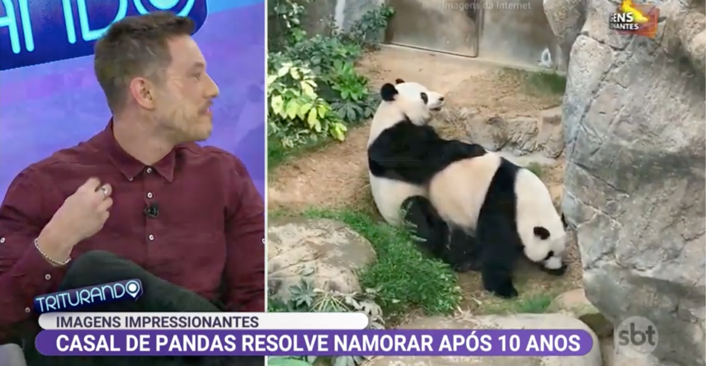 O programa Triturando mostrou uma cena de sexo animal ao vivo (Foto: reprodução/SBT)