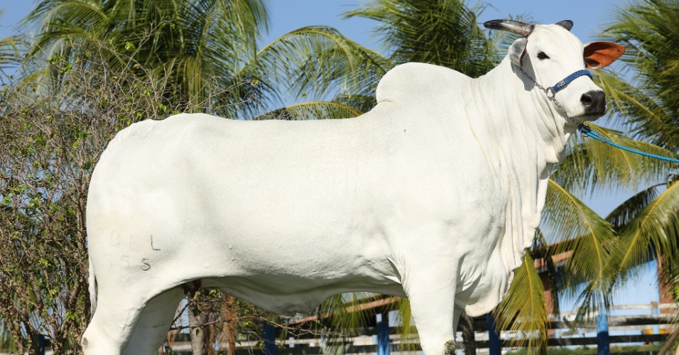 Gado de Zezé na Fazenda (Foto: Reprodução)