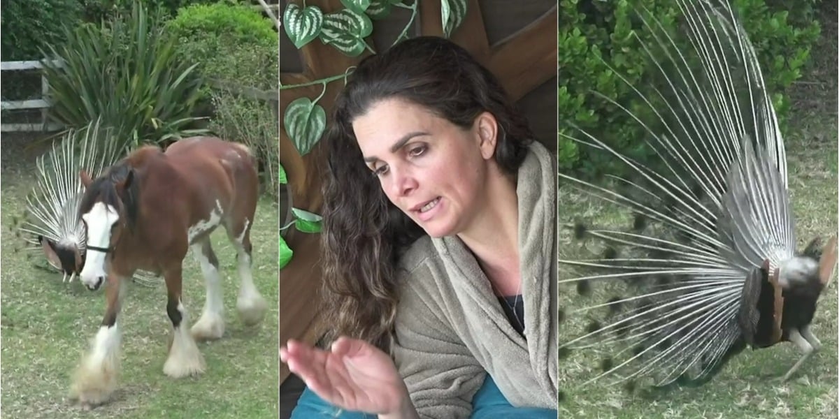 Luiza Ambiel briga com o cavalo Lyon e com pavão (Foto: Reprodução)