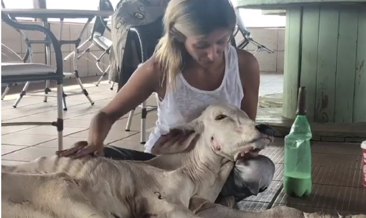 Luisa Mell e animal resgatado do Pantanal (Foto: Reprodução)