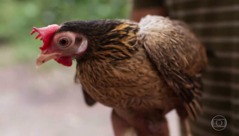 galinha filipa em cena da novela salve-se quem puder