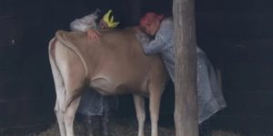 Imagem do post A Fazenda 13: Aline abraça vaca, chora e questiona: “Como tem gente que te come?”