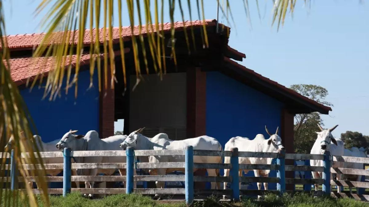 Fazenda de Zezé Di Camargo (Foto: Divulgação)