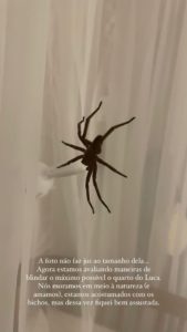 A aranha encontrada pela esposa de Lucas Lucco (Foto: Reprodução) 