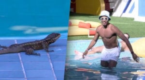 Lagarto aparece na casa do BBB22 (Foto: Reprodução / Globoplay)