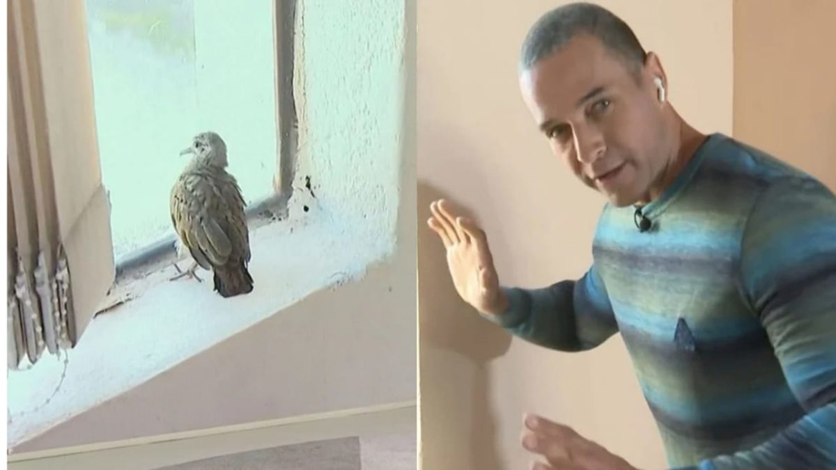 Fabrício Battaglini e uma rolinha que invadiu sua reportagem (Foto: Reprodução/Montagem)