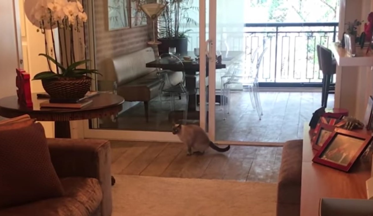 Sala de Ticiane Pinheiro com seu gatinho de estimação