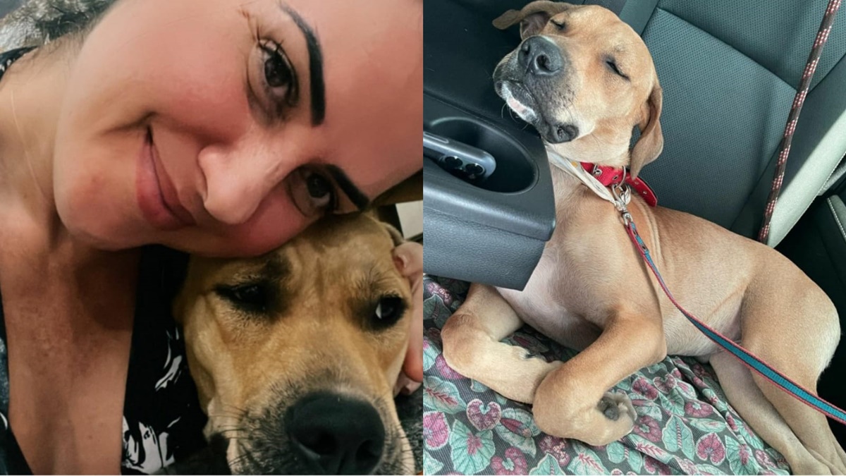 A noiva de Zezé Di Camargo publicou fotos de Scooby com ela e dormindo no automóvel (Reprodução/ Instagram)