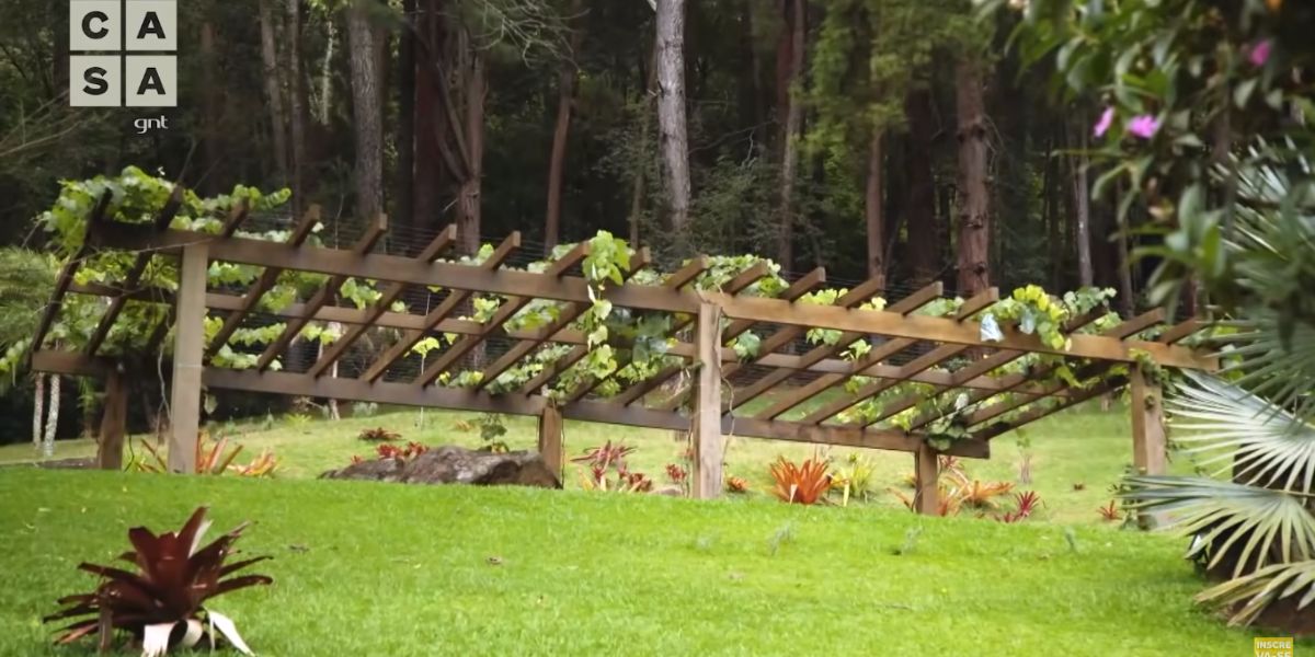 Plantação de uva de Carmo Dalla Vecchia (Reprodução)