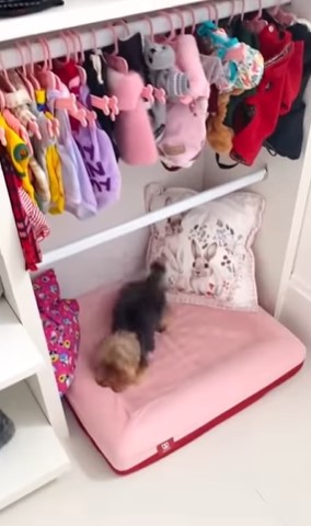 Doralice, cachorrinha de Xuxa Meneghel, tem um quarto com roupas, cama e closet (Foto: Reprodução)