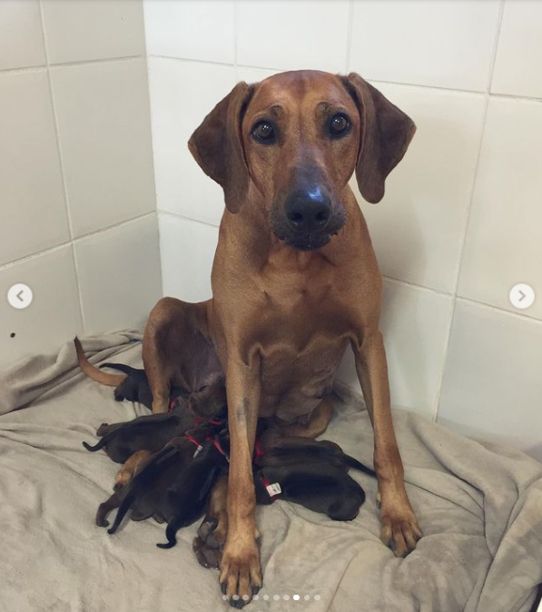 Cachorrinha da apresentadora dando à luz - Foto Reprodução Instagram