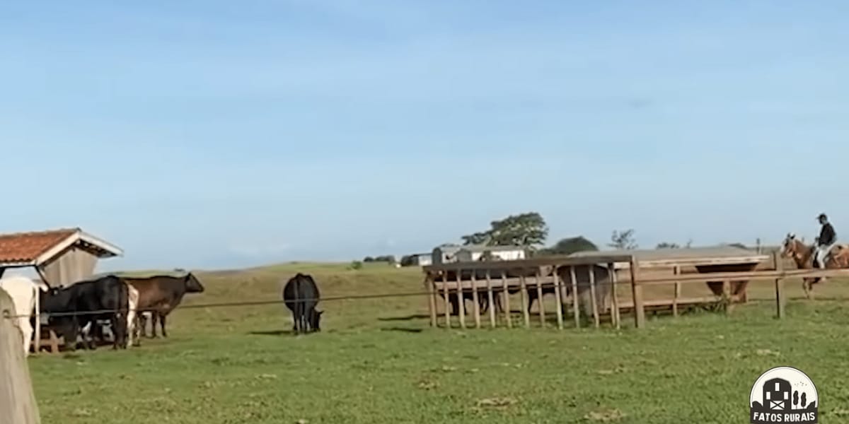 Criação de gados e cavalos (Foto: Reprodução/ Youtube)