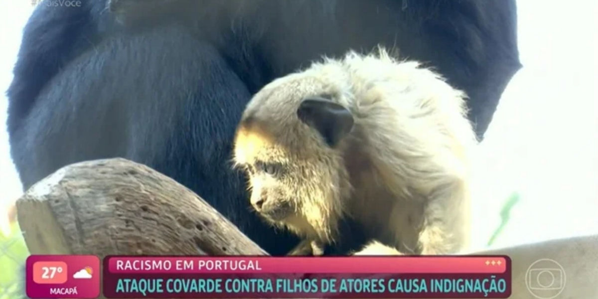 "Mais Você" exibiu imagens de macacos em reportagem sobre racismo (Foto: Reprodução/TV Globo)