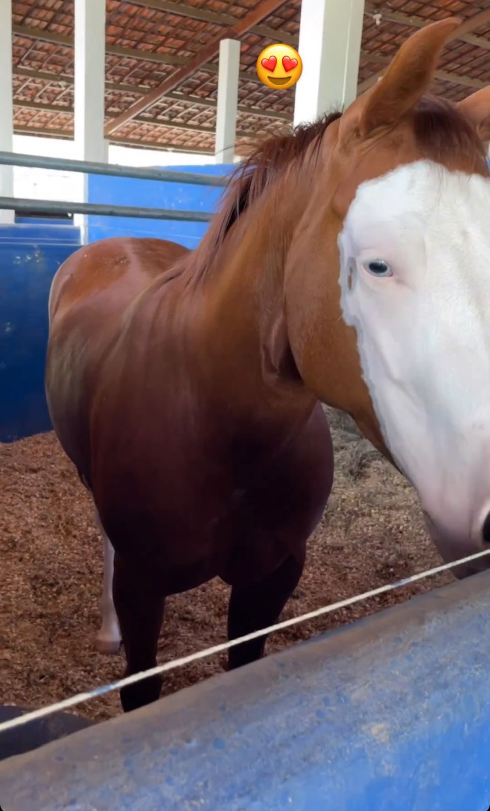 A fazenda conta com criação de cavalos - Foto Reprodução Instagram