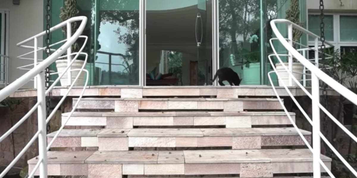 Bela escada que dá acesso a casa (Reprodução: Youtube)