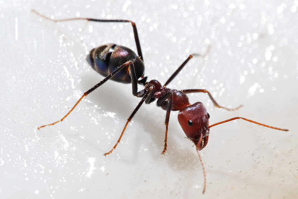 Estudo sugere que as formigas são capazes de identificar presença de câncer (Foto: Reprodução)