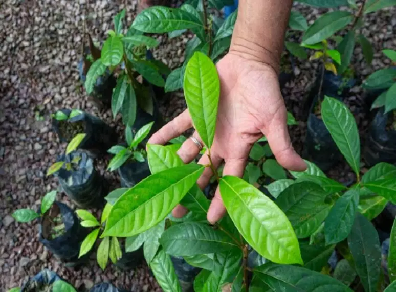 O Banco do Brasil tem focado cada vez mais em projetos sustentáveis (Foto Reprodução/Internet)