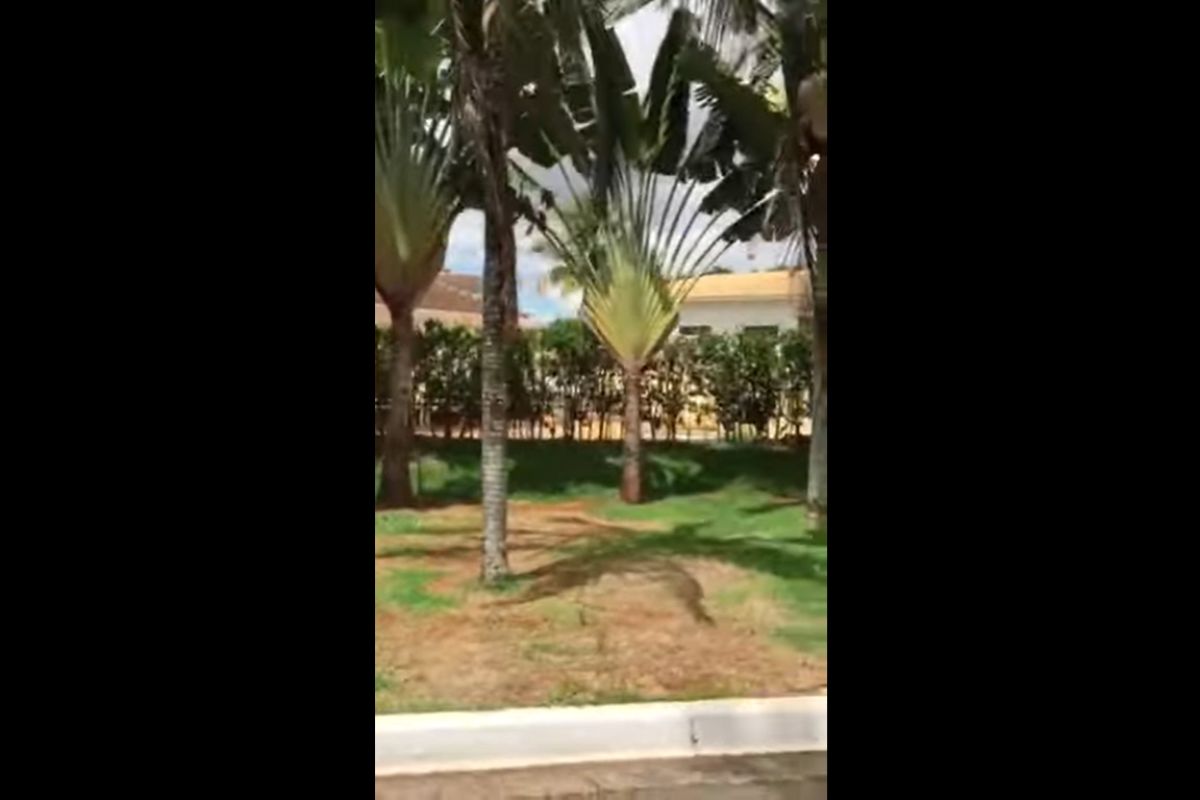 jardim com Palmeira da mansão em condominio de luxo onde o cantor Cristiano Araújo morava - Foto Reprodução Internet