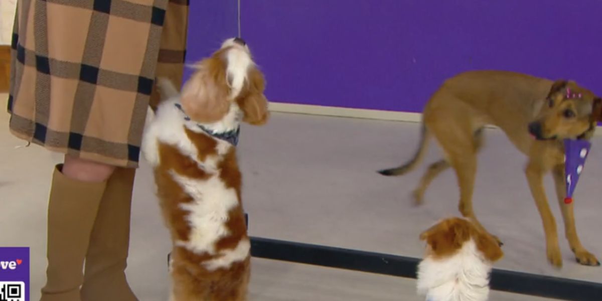 Cachorros pulam em Ana Maria ao vivo (Foto: Reprodução / Mais Você da Globo) 