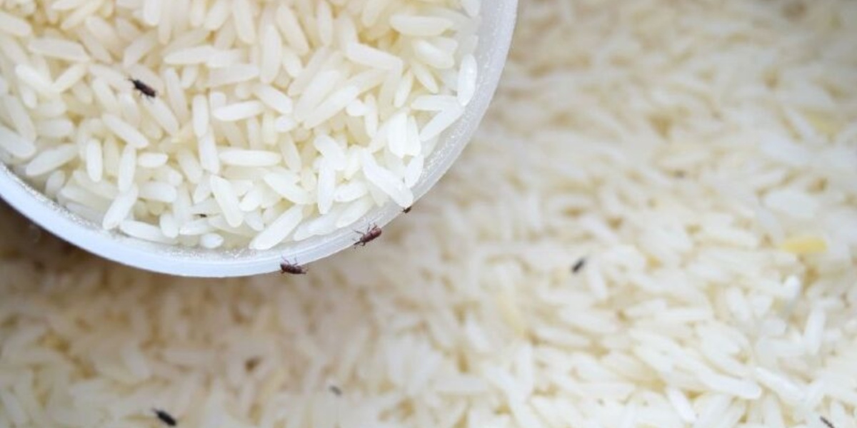 Anvisa proíbe venda de arroz (Imagem Reprodução Internet)
