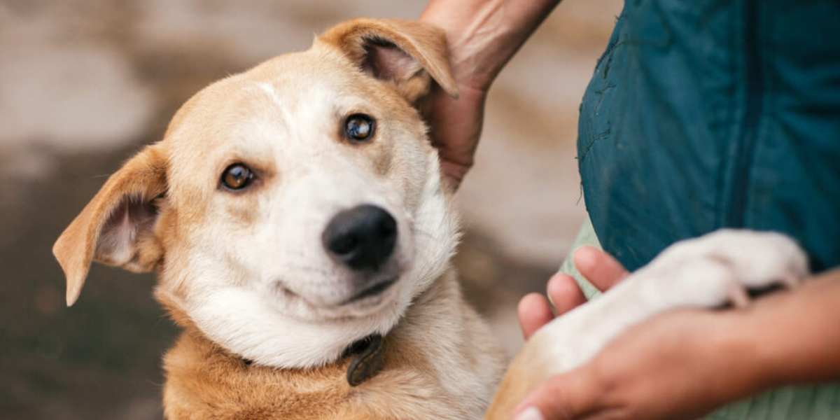 Donos de pets terão nova obrigação (Reprodução/Internet)