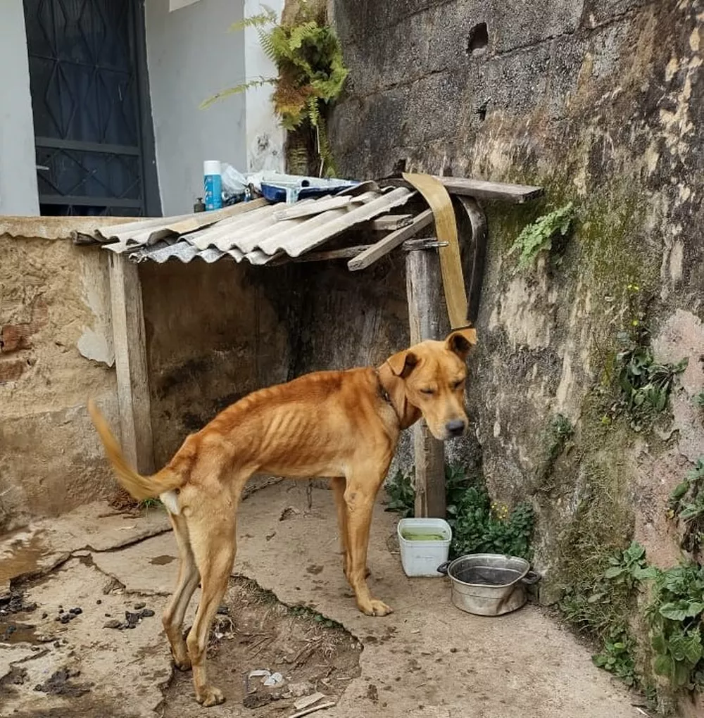 Cão é resgatado de situação de maus-tratos em Juiz de Fora - Foto G1