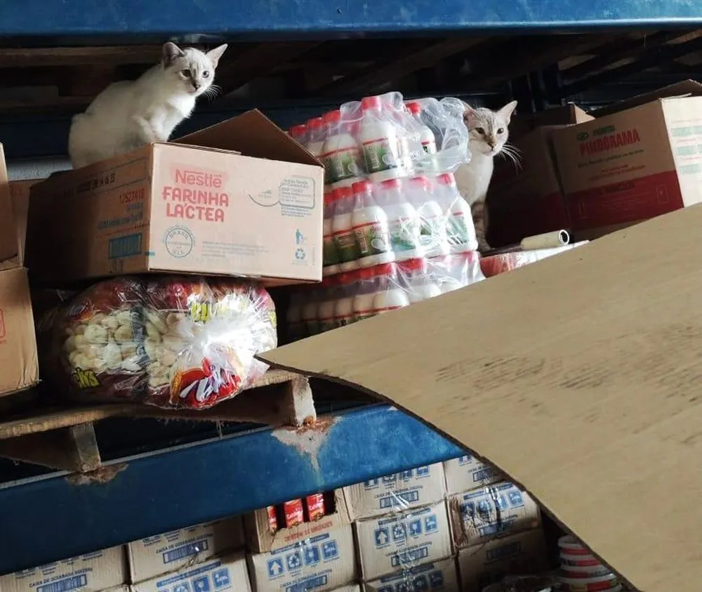 Gatos são encontrados em meio aos produtos em loja atacadista na Levada - Foto Vigilância Sanitária