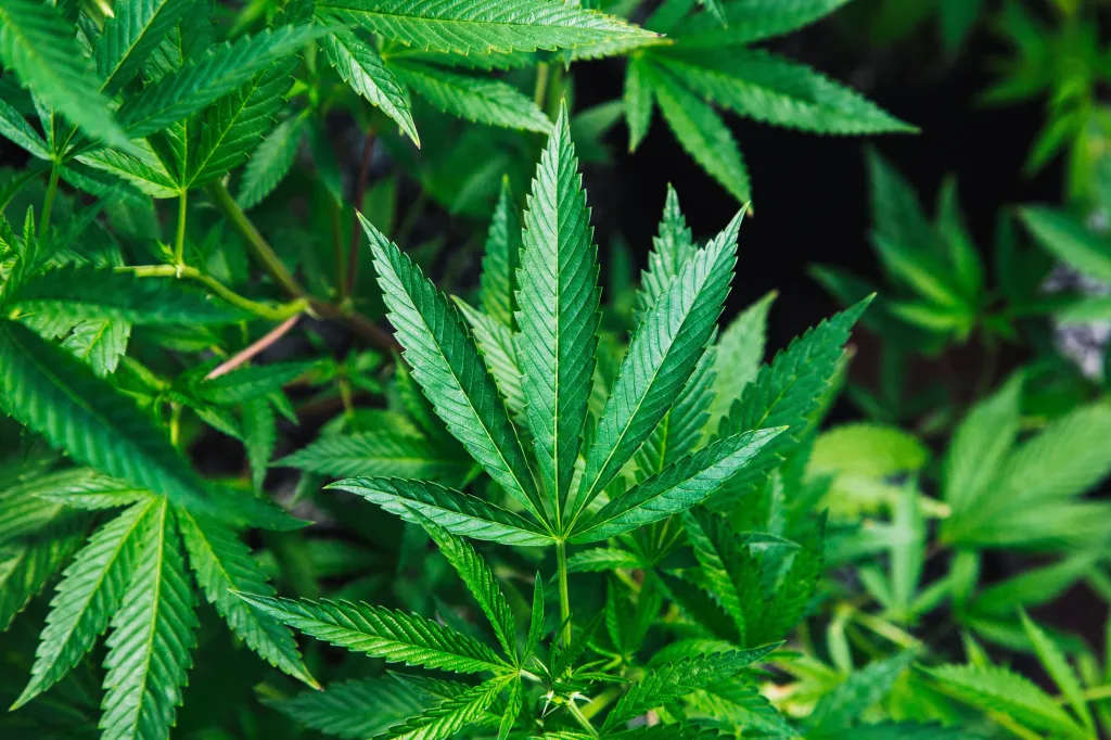 Exemplar de uma flor da planta cannabis — Foto: Divulgação