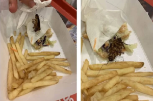 Barata encontrada no meio do lanche do KFC - Foto Internet