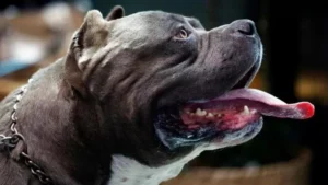 Foto mostra cachorro da raça Bully de perfil - Foto G1