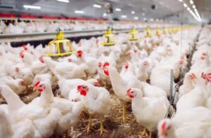 Tragédia leva empresa gigante e tradicional à beira da falência (Foto: David Tadevosian / Shutterstock.com)