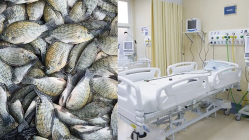 Peixes e cama de hospital (Fotos: Reproduções / Internet)