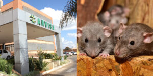 Anvisa barra comida com ratos (Foto: Divulgação)