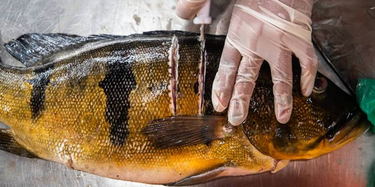 Peixe com mercúrio (Foto: Reprodução, Folha SP)