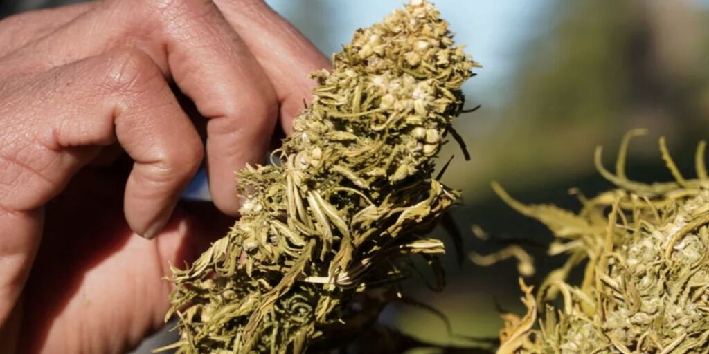 Pessoa com cannabis (Foto: Stringer/REUTERS/Arquivo)