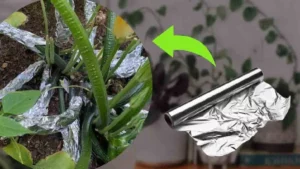 Plantas envolvidas com papel alumínio - Foto Internet