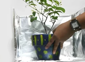 Plantas envolvidas com papel alumínio - Foto Internet